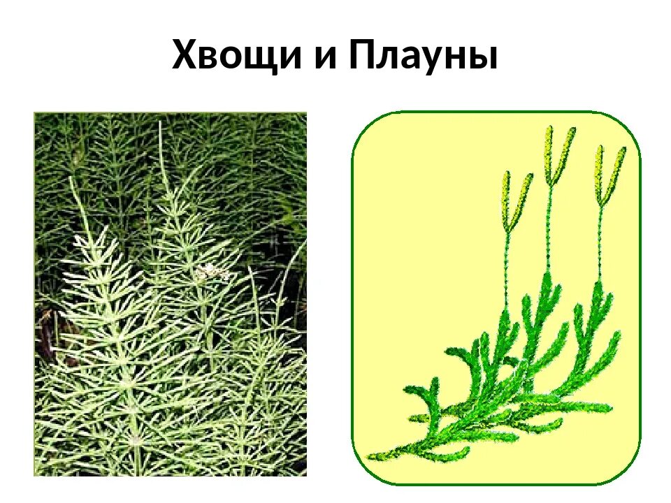 Хвощи и плауны. Плауны Хвощевидные. Плауны хвощи папоротники. Хвощи и плауны рисунок.