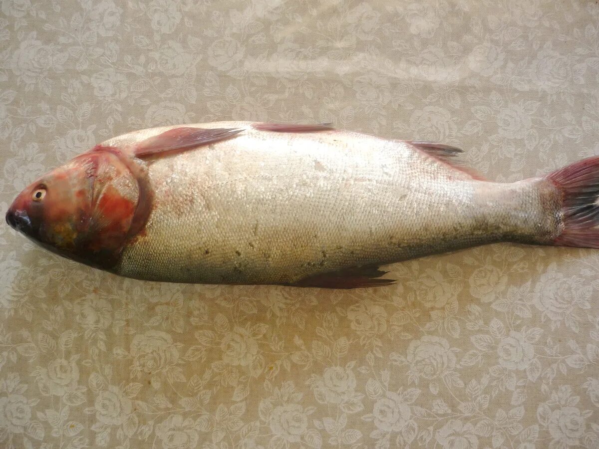 Купить рыбу толстолобик. Толстолобик рыба свежемороженый. Толстолобик Hypophthalmichthys. Белый толстолобик Hypophthalmichthys molitrix. Толстолобик рыба фото.