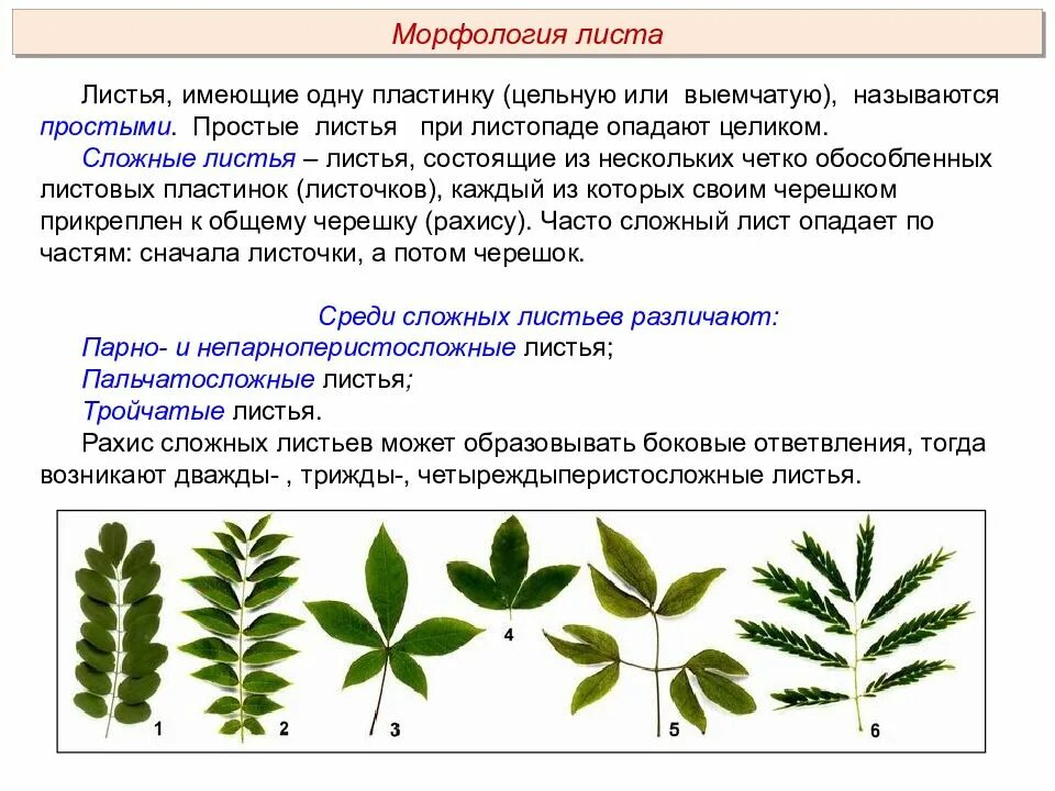 Часто имеют сильно рассеченные и линейные листья. Морфология сложного листа. Простые и сложные листовые пластинки. Морфология простых и сложных листьев. Рассеченная листовая пластинка.