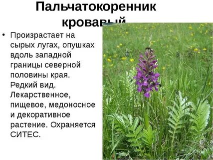 Пермские растения занесенные в красную книгу