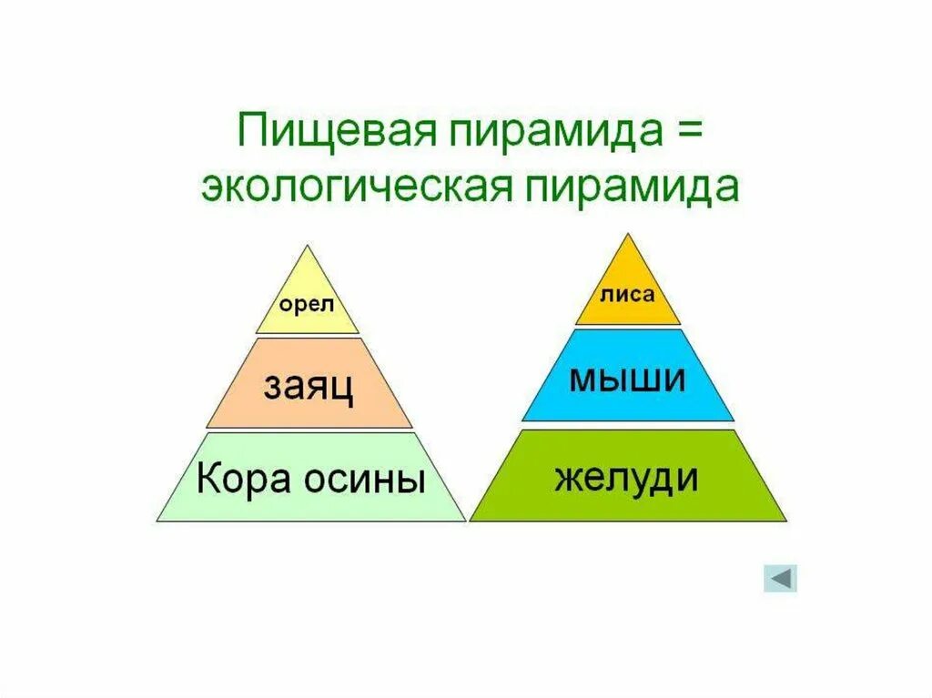 Постройте пирамиду чисел пищевой цепи. Экологическая пирамида. Пищевые пирамиды в экологии. Правило экологической пирамиды. Цепи питания и экологические пирамиды.