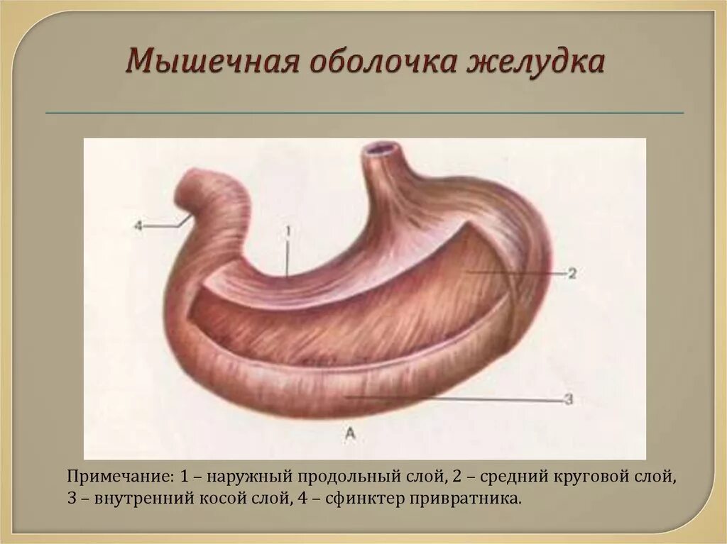 Оболочки стенки желудка анатомия. В мышечной оболочке три слоя желудок. Мышечная оболочка 3 слоя продольные наружные. Мышечная оболочка желудка. Внутреннее строение желудка