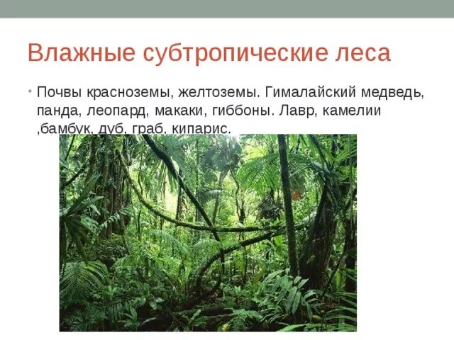 Тропические и субтропические леса. Влажные тропические леса растения. Растительность субтропических лесов. Растения влажных муссонных лесов.