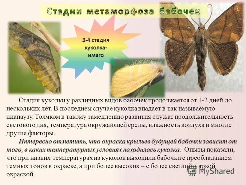 Насекомые у которых отсутствует стадия куколки. Развитие с превращением (неполным метаморфозом). Стадии куколки бабочки. Покоящаяся стадия развития насекомого. Стадия куколки у насекомых.