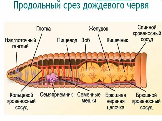 Вскрытый дождевой червь строение. Строение кольчатых червей. Строение дождевого червя. Внутреннее строение дождевого червя. Рисунок строения червя