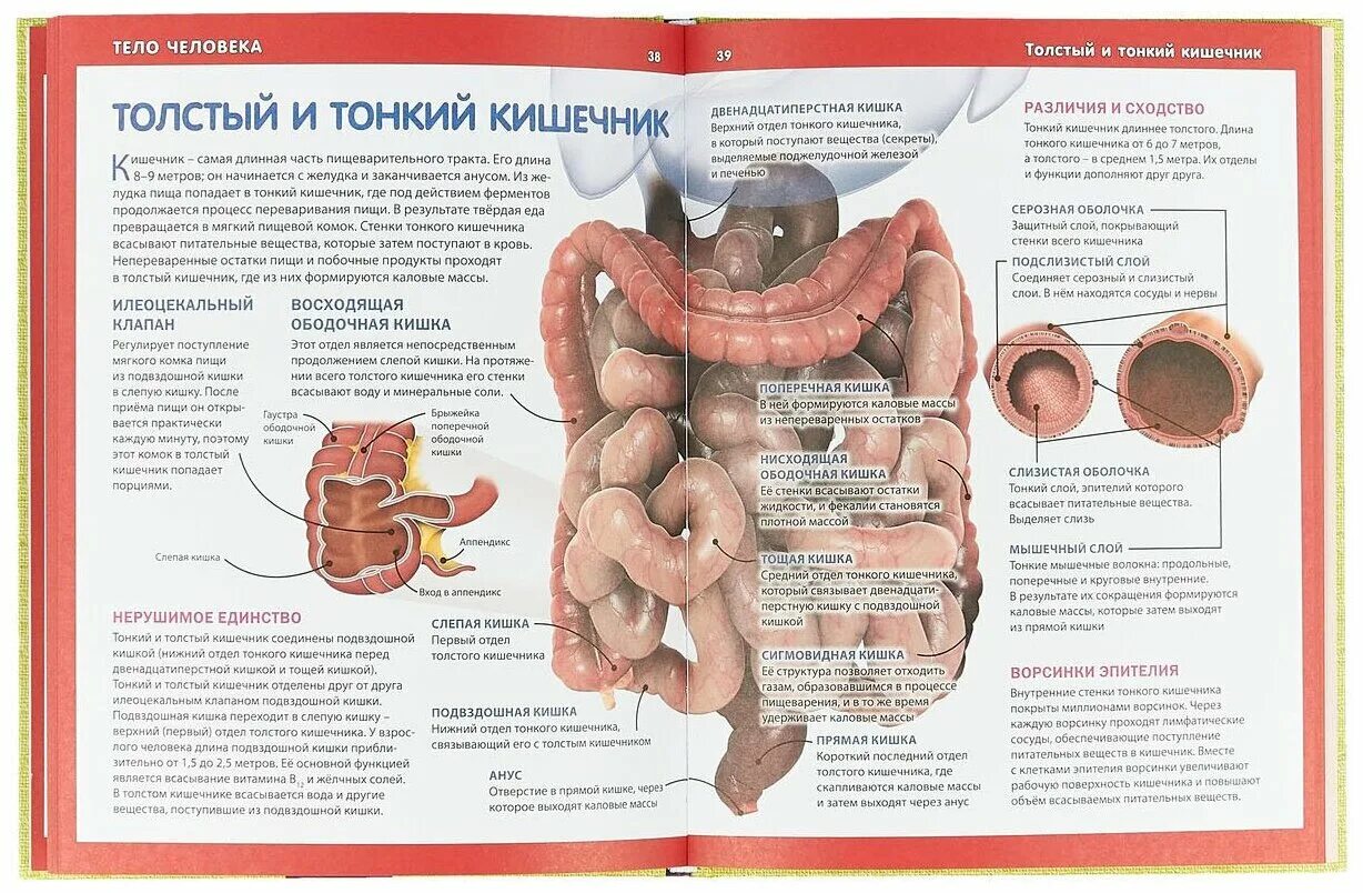 Организм человека. Органы человека. Органы человека энциклопедия для детей. Как устроены человеческие органы. Как устроен другой человек