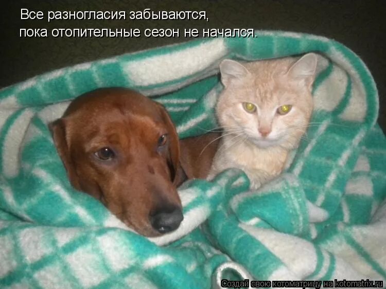 Коты и собаки с надписями. Подпись собака. Смешные коты и собаки с надписями. Кошки и собаки приколы. Смешное про животных без озвучки