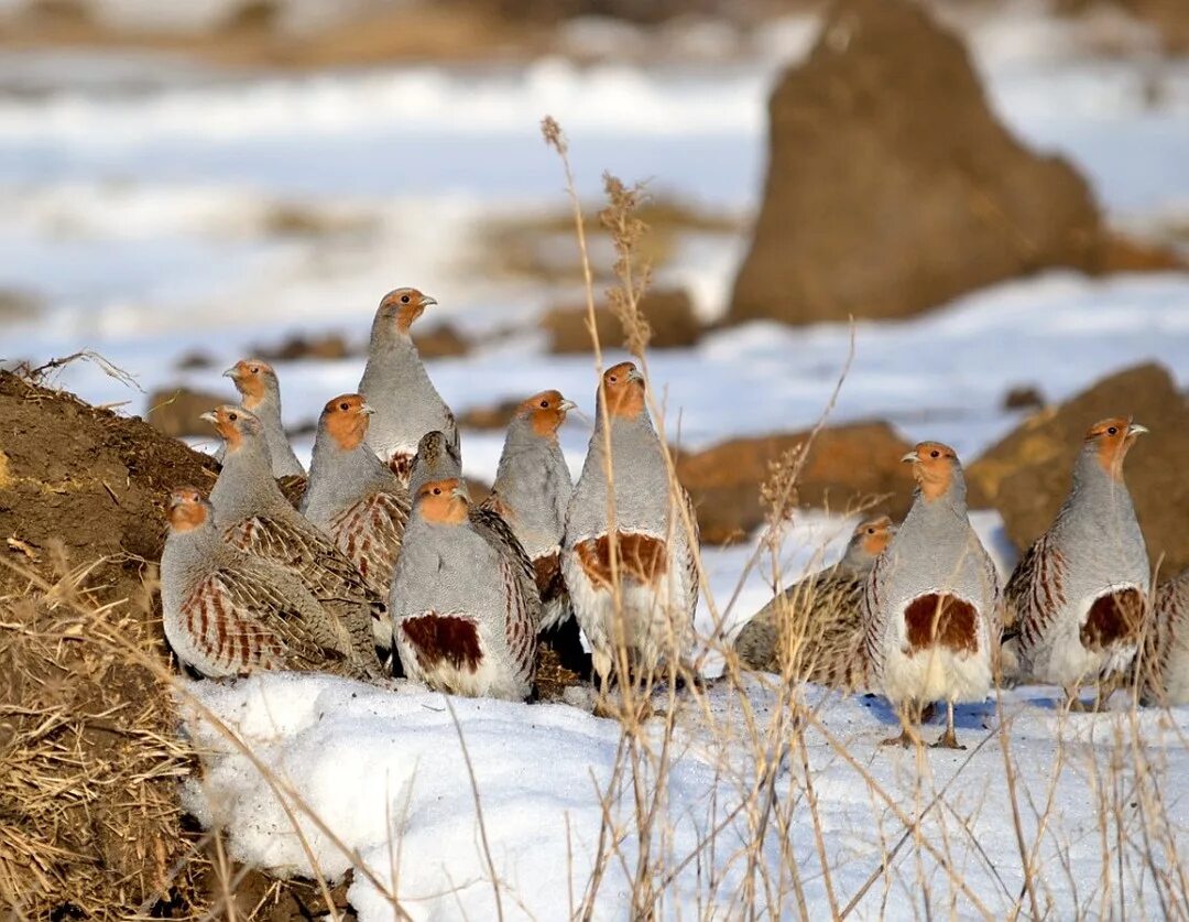 Серая куропатка (Perdix Perdix). Серая куропатка Кирзинского заказника. Серая куропатка зимой.