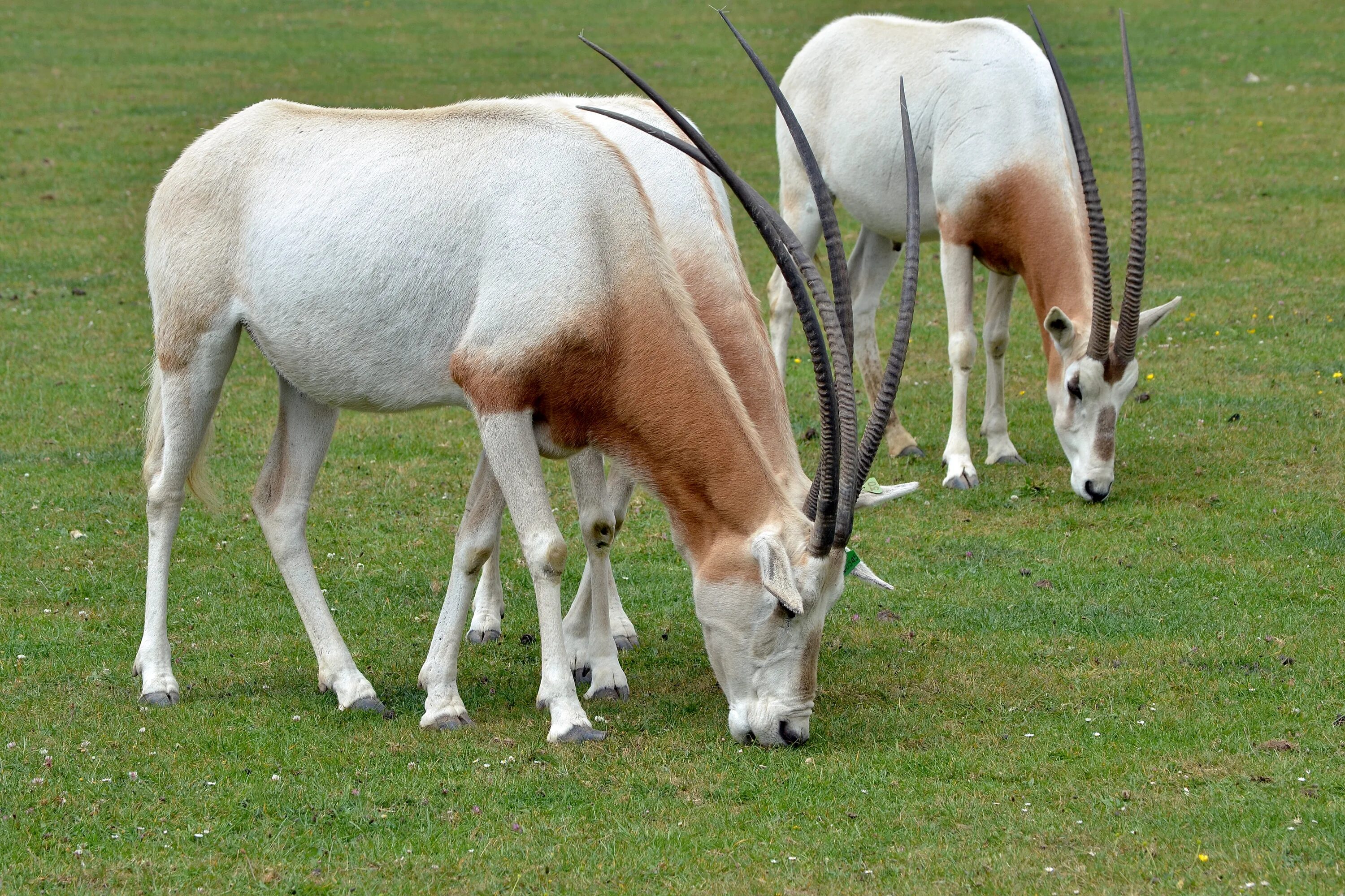 Саблерогая антилопа из африки 5 букв. Сахарский Орикс. Ятаган Орикс. Саблерогая антилопа Орикс. Oryx dammah.