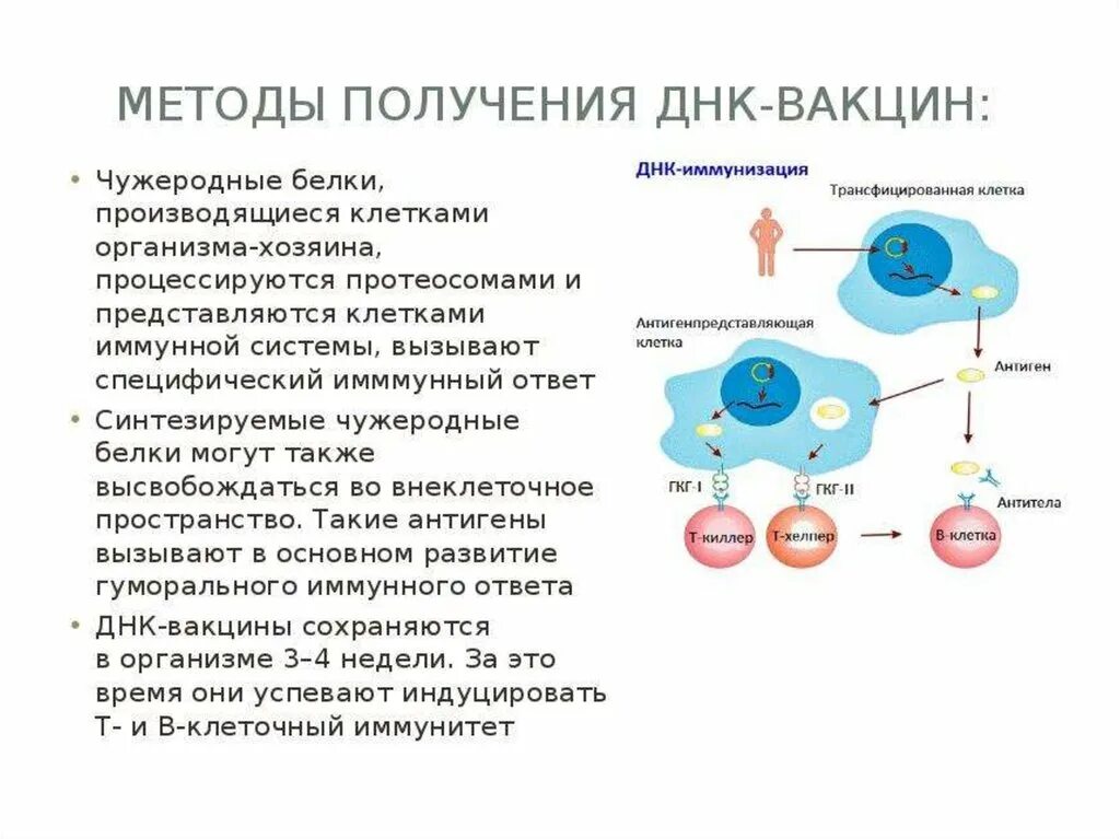 Механизм действия вакцин. Схема получения противовирусной вакцины. ДНК-вакцина. Методы получения ДНК вакцин. Строение ДНК вакцины.