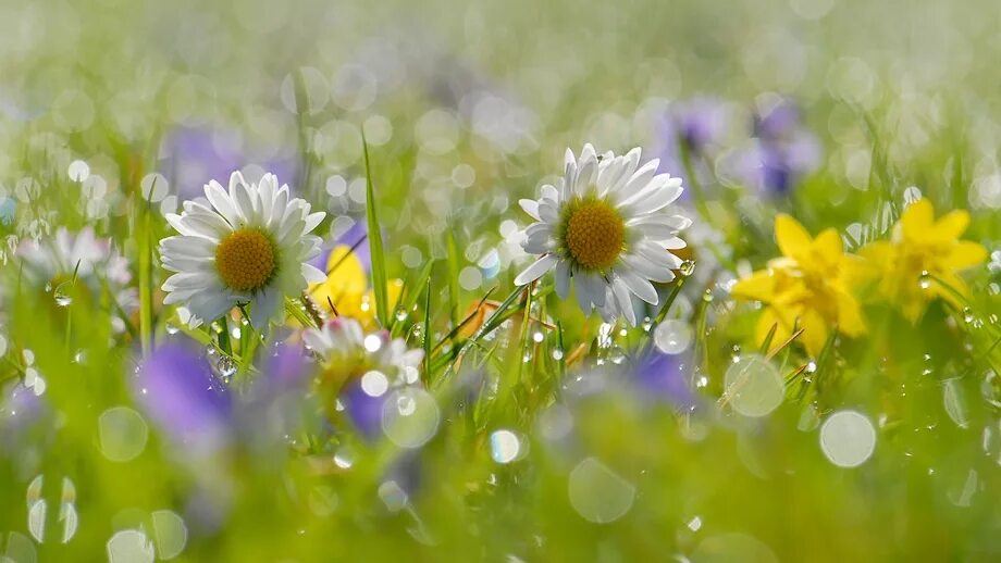 Доброе утро цветы солнце. Летние цветы. Солнечный цветок. Июнь природа. Лето.