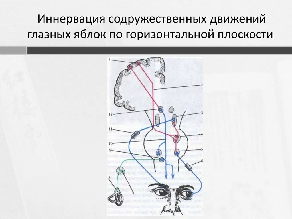 Содружественные движения глазных яблок. Иннервация движения глаз. Движения глазных яблок в неврологии. Иннервация глазного яблока схема. Координация движения глаз