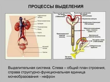 Правильная последовательность прохождения мочи