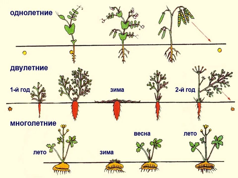 Короткая вегетация. Однолетние и двулетние травы. Однолетние двулетние и многолетние травы. Однолетние двухлетние многолетние растения. Цикл развития однолетних растений.