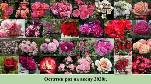 Питомник иващенко розы каталог на весну 2025