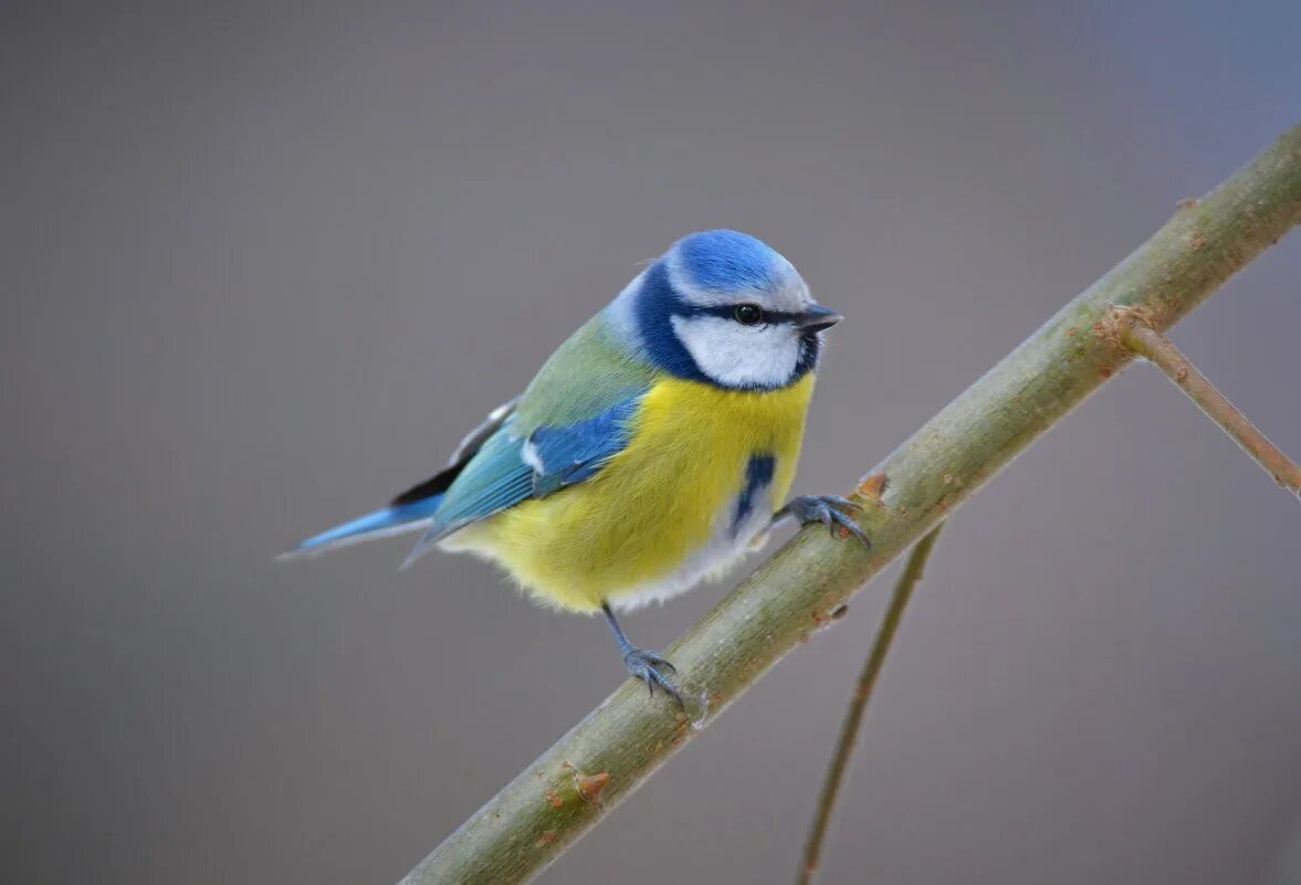Синичка план. Синица лазоревка. Синичка лазоревка. Птички синички и лазоревки. Синица лазоревка фото.