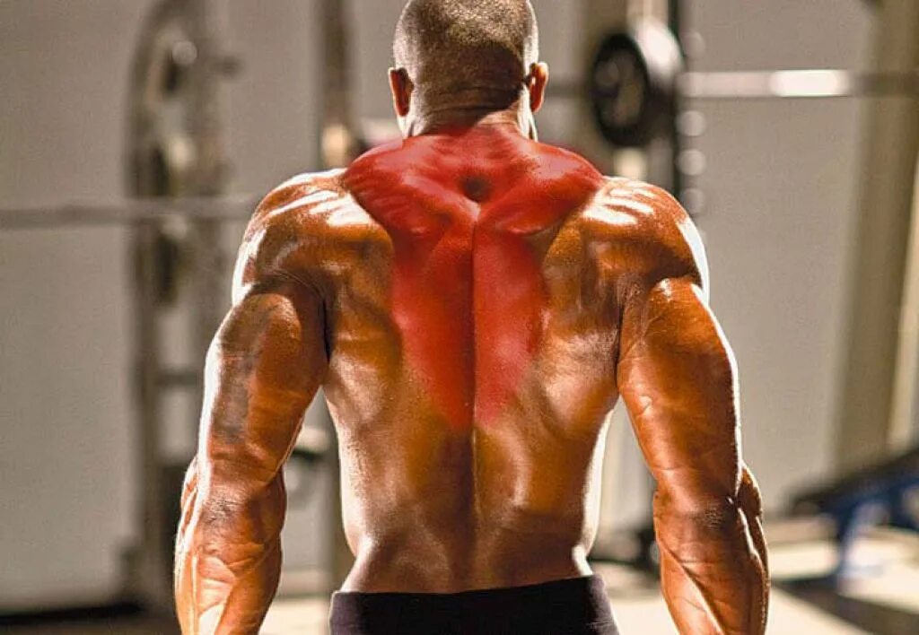Мускул или мускулов. Мощная спина. Накаченная спина. Трапеция спины. Мышцы спины.