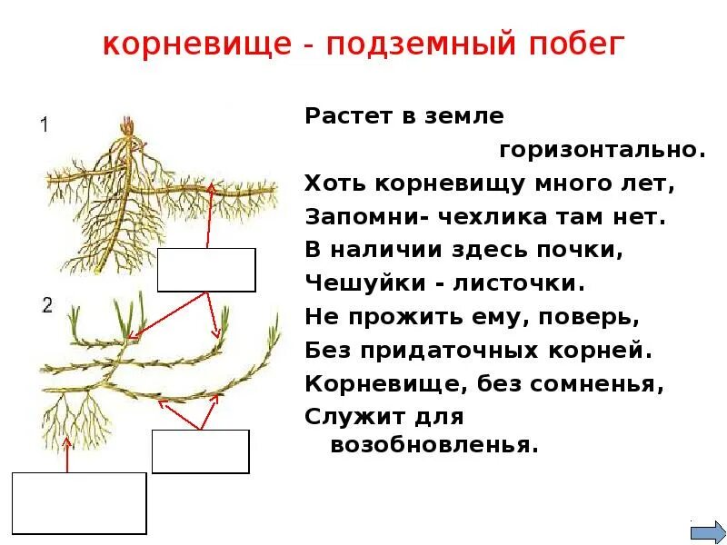 Гипогеогенное корневище. Эпигеогенное корневище. Подземные побеги. Эпигеогенное формирование корневищ. Видоизмененные подземные побеги.