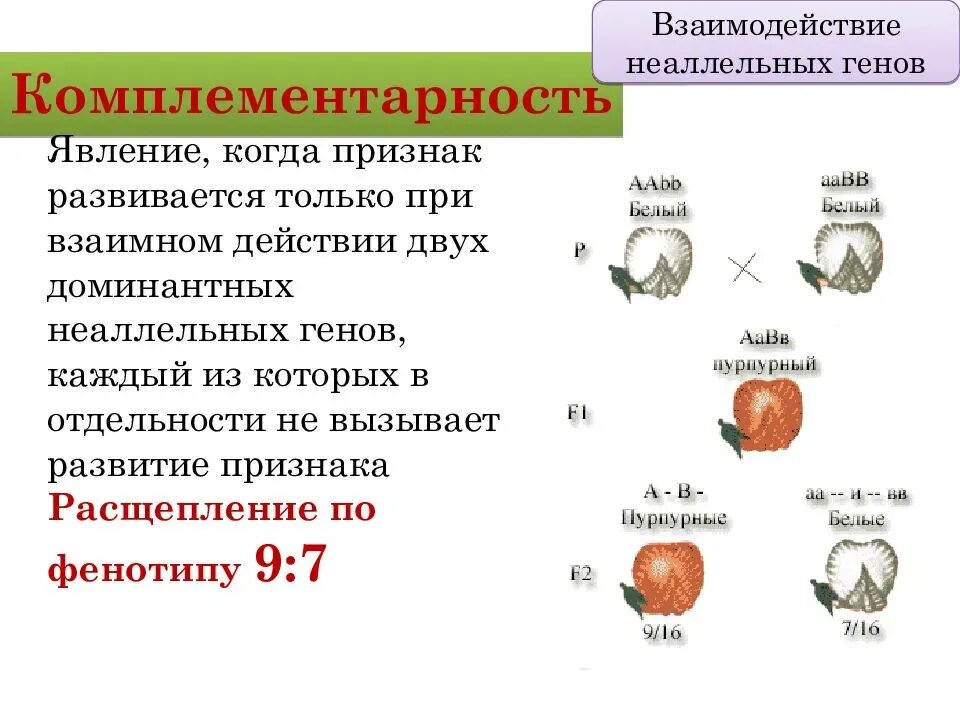 Схема типы взаимодействия аллельных генов. Комплементарность схема скрещивания. Типы взаимодействия неаллельных генов схема. Типы комплементарного взаимодействия неаллельных генов.