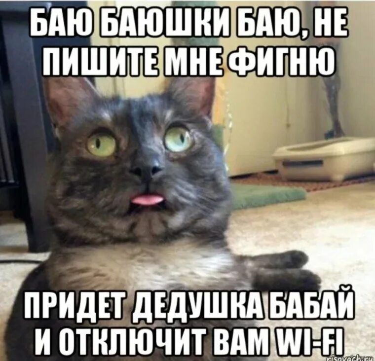 Не надо на телефон ничего. Мемы с котами. Мемы про котов. Мемы с котами и надписями. Мемы про письма счастья.