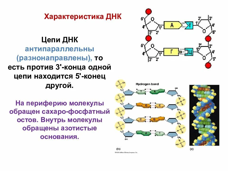 Строение ДНК антипараллельность. Антипараллельность цепей молекулы ДНК. Комплементарные цепи нуклеиновых кислот. Свойства ДНК антипараллельность.