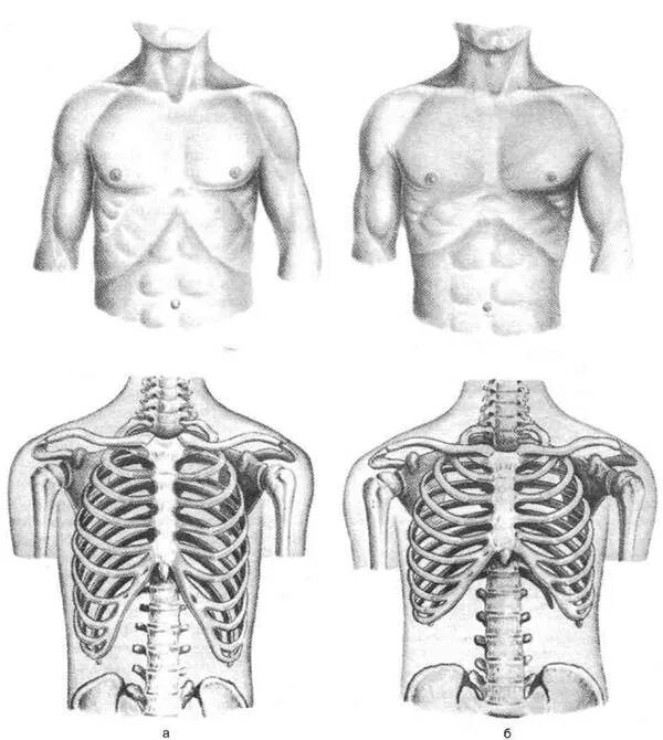 Астенический тип форма грудной клетки. Формы грудной клетки. Строение грудной клетки мужчины спереди. Структура грудной клетки человека. Почему грудная клетка расширена.