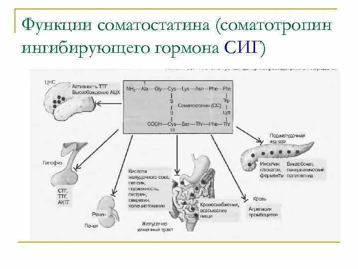 Соматостатин поджелудочной железы физиология. Функции гормона соматостатина. Соматостатин гормон поджелудочной железы. Соматостатин гормон физиология.