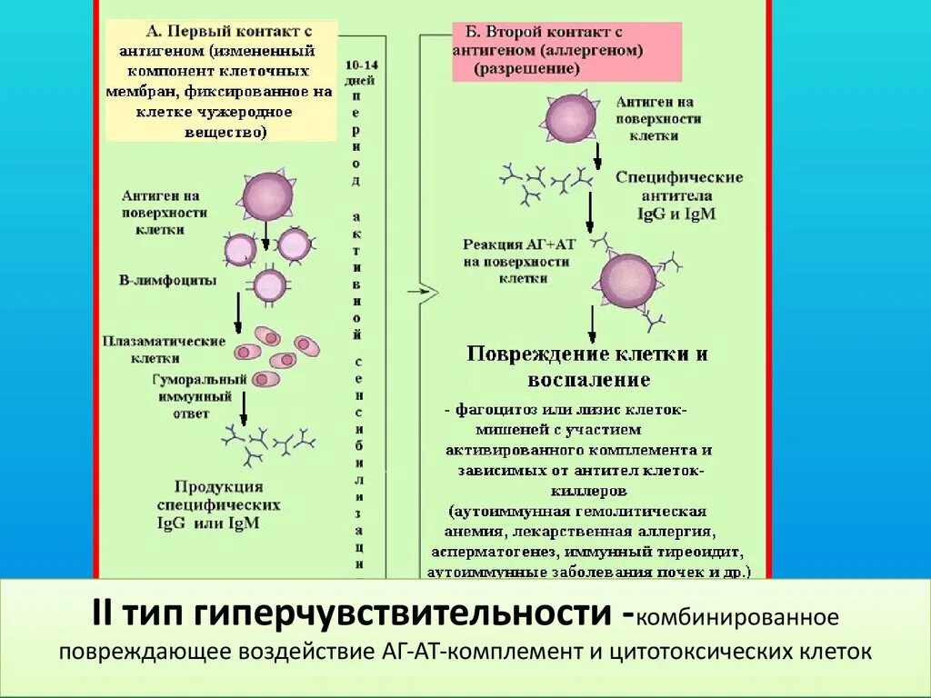 Иммунная гиперчувствительность. Механизм гиперчувствительности 2 типа. Второй Тип реакций гиперчувствительности. Гиперчувствительность немедленного типа 2 цитотоксический. Реакция гиперчувствительности 2 типа механизм.