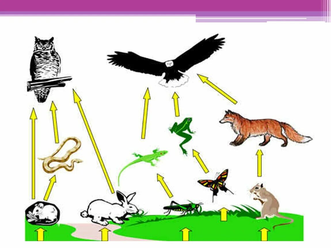Рисунок цепь питания 5 класс. Цепи питания. Пищевая цепь. Пищевая цепочка. Цепь питания рисунок.