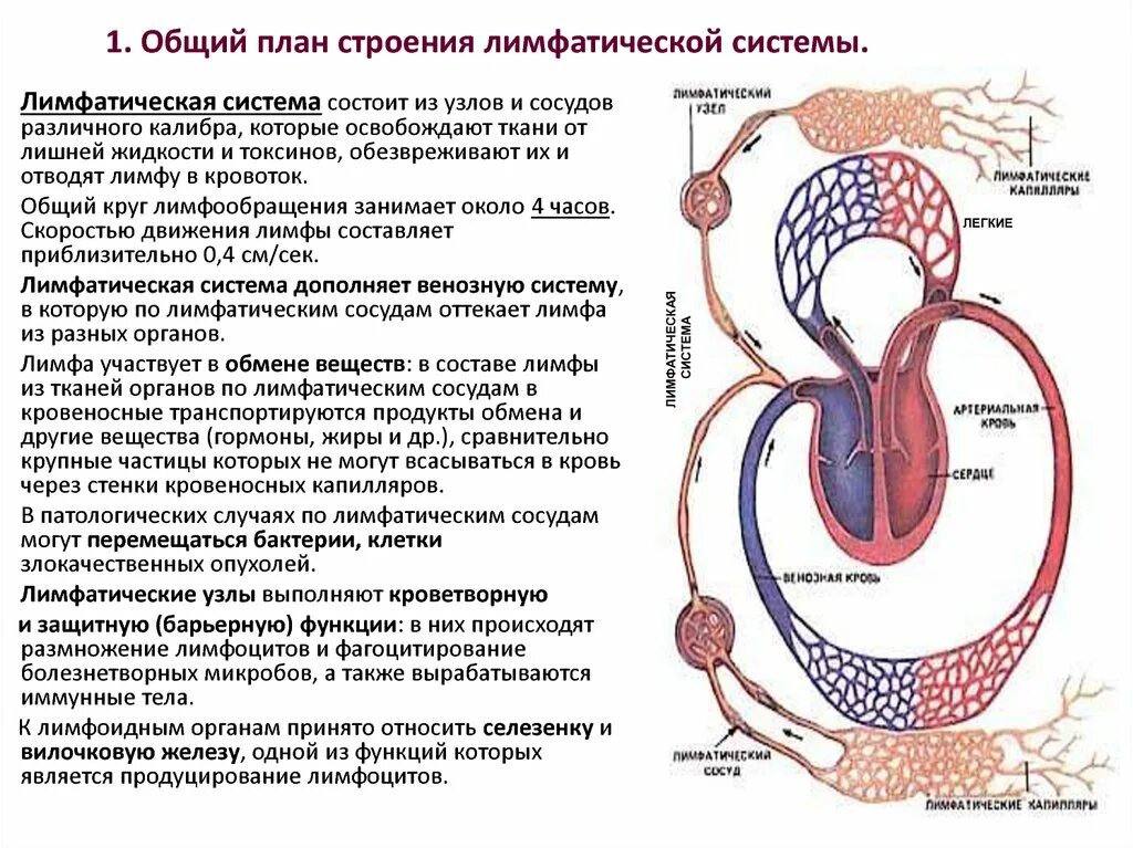 Лимфатические сосуды таблица. Лимфатическая система человека ее функции общий план строения. 3. Лимфатическая система, функции.. Лимфатическая система схема таблица. Лимфатическая система таблица 8 класс.