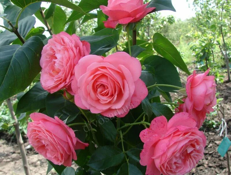 Роза плетистая Rosanna (Kordes) - Купить саженцы в Екатеринбурге в интернет-мага