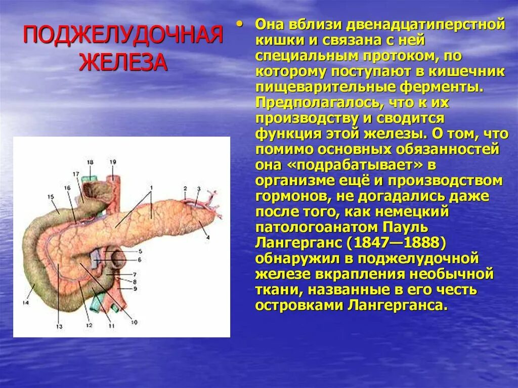 Железы и ферменты двенадцатиперстной кишки. Поджелудочная железа и ее функции. Поджелудочная железа положение строение функции. Поджедудочная железа её функции.