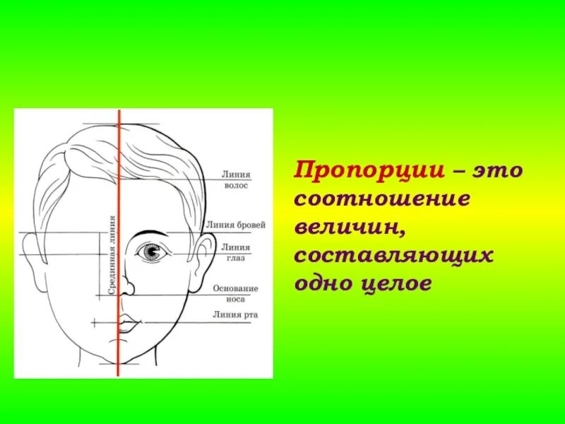 Лицо часть головы человека. Конструкция головы человека. Конструкция головы и ее пропорции. Конструкция головы человека изо. Конструкция и пропорции головы человека.
