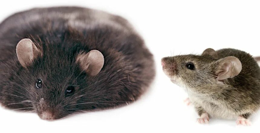 Жир мыши. Толстая мышка. Миша толстый. Толстенькая мышка. Толстый мышонок.