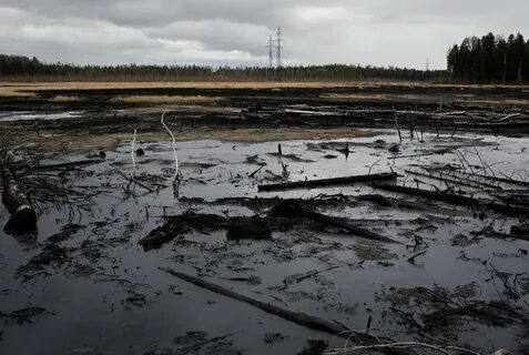 нефть лес