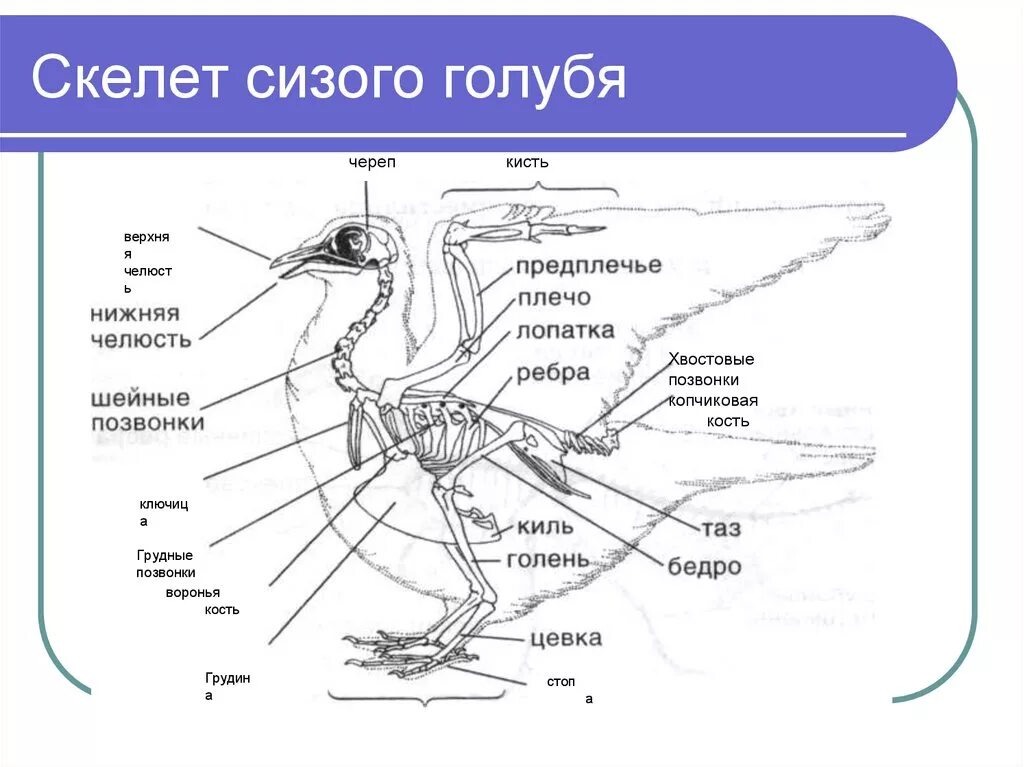 Скелет голубя спереди. Строение скелета сизого голубя. Скелет птицы спереди. Скелет птицы сбоку. Строение скелета голубя