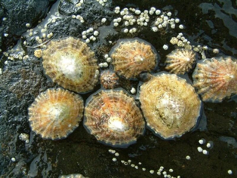 Морской гребешок водоросль. Пателла Морское блюдечко. Морское блюдечко брюхоногий моллюск. Морской гребешок моллюск. Моллюск пателла Черноморская.