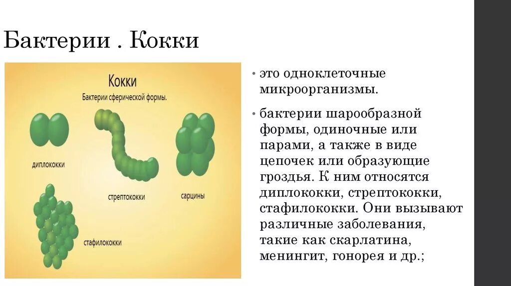 Что такое кокки в биологии 5 класс. Бактерия кокки сообщение 5 класс биология. Сообщение по биологии бактерии кокки. Функции бактерий кокки. Что такое коки в медицине