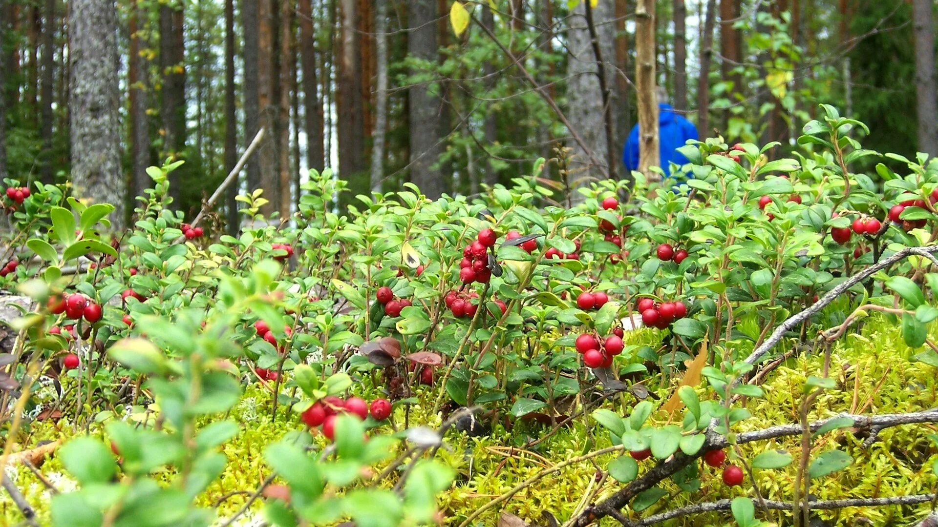 Хвойный с брусникой