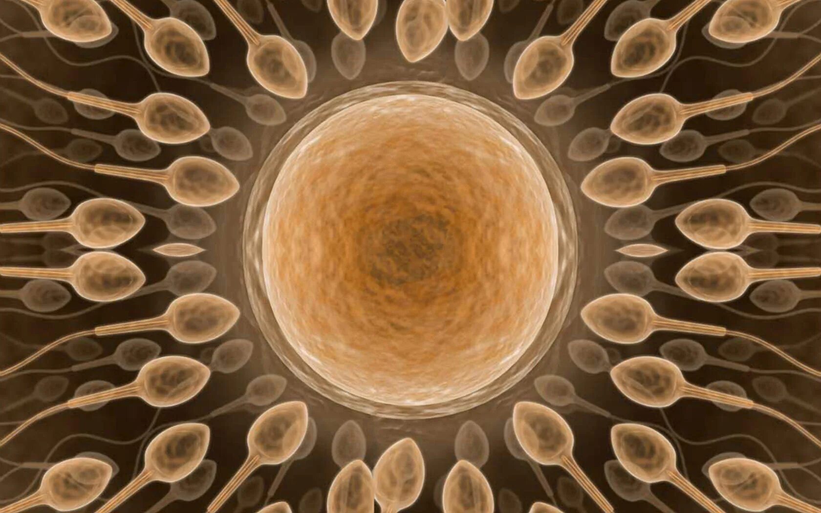Оплодотворенная спермием центральная клетка. Оплодотворение яйцеклетки микроскоп. Яйцеклетка под микроскопом. Оплодотворение под микроскопом. Яйцеклетка и сперматозоид под микроскопом.