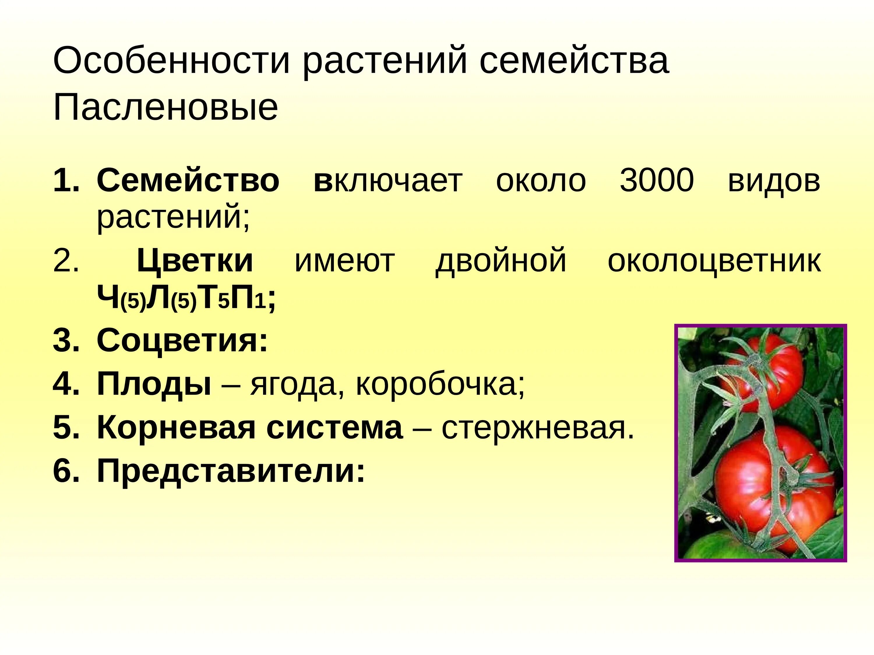 Покрытосеменные пасленовые двудольные. Строение растения пасленовых растений. Семейство двудольных семейство Пасленовые. Двудольные растения семейство Пасленовые. Семейства класса двудольных растений.