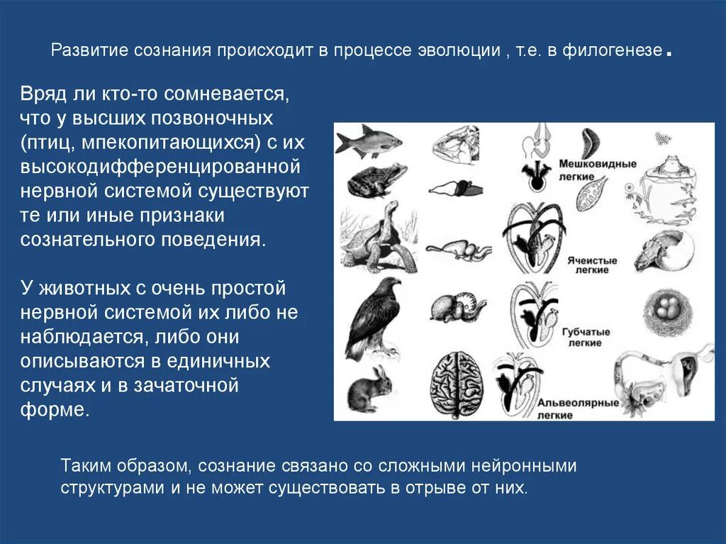 Эволюция филогенез. Эволюция нервной системы в процессе эволюции. Легкие животных в процессе эволюции. Формирование нервной системы в филогенезе. Формирование сознания и его Эволюция происходят в процессе ....