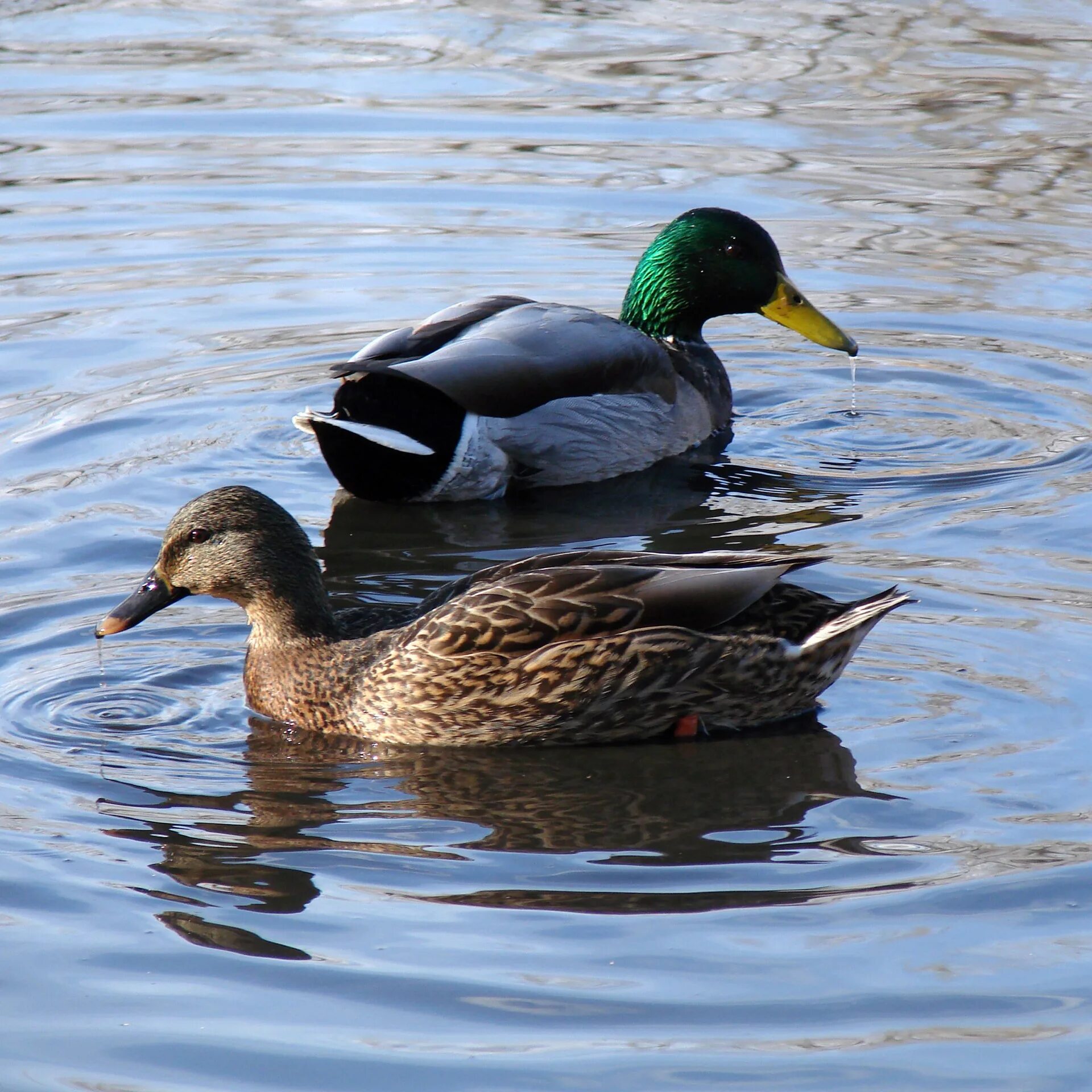 Duck com. Селезень утки. Серая утка селезень. Утка с селезнем. Дикая утка.