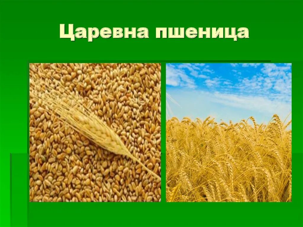 Сообщение о пшенице 3 класс. Культурные растения пшеница. Сообщение о пшенице. Пшеница доклад. Проект про пшеницу.