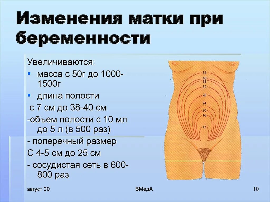 Где находится матка форум. Матка по неделям беременности. Высота дна матки в различные сроки беременности. Размер матки по неделям. Строение стенки маточной трубы анатомия.