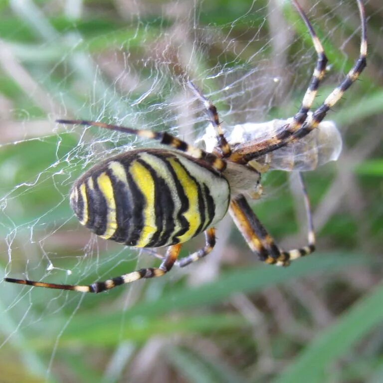 Large spider-wasps with paws up to 5 centimeters appeared in the suburbs Experts