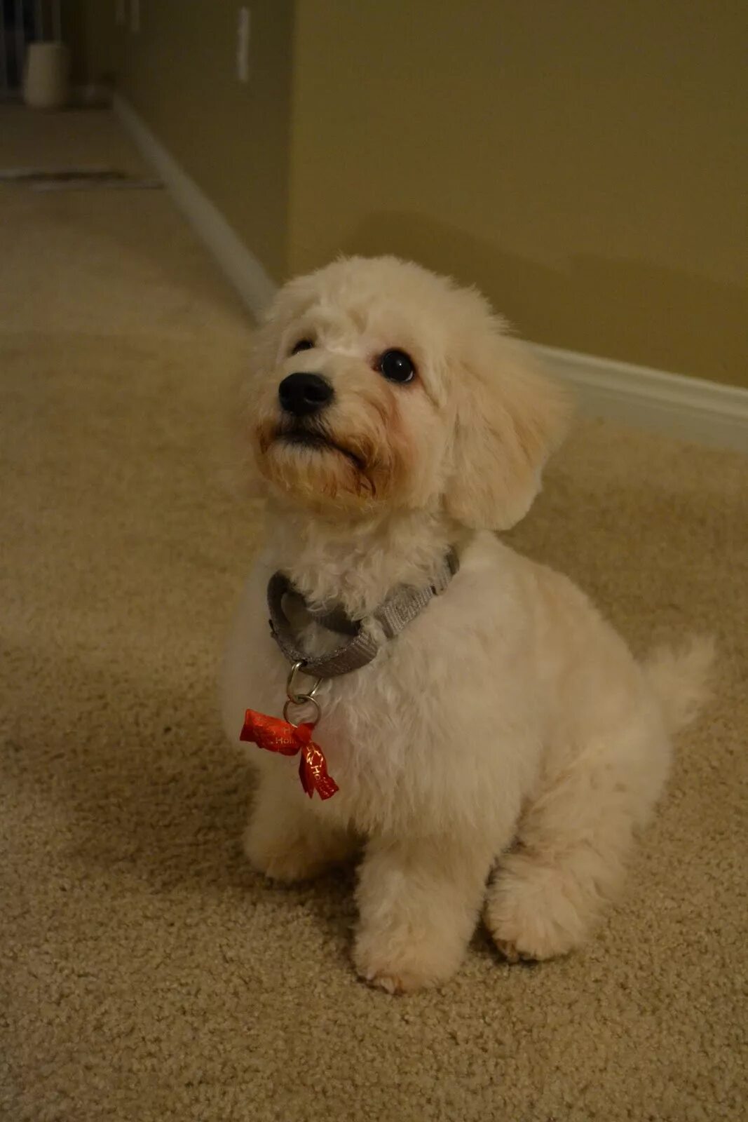 Мальтипу собака. Порода мальтипу груминг. Грумминг мальтипу. Кокапу груминг. Мальтипу лабрадудель кокапу.