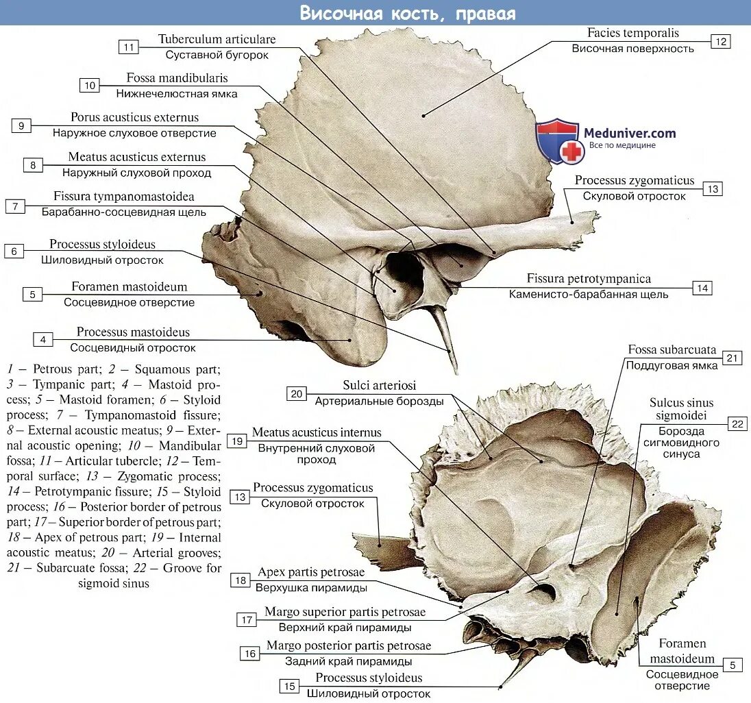 Височная кость анатомия каменисто барабанная щель. Структура сосцевидного отростка височной кости. Височная кость анатомия на основании черепа. Пирамида височной кости латынь. Изменения височной кости