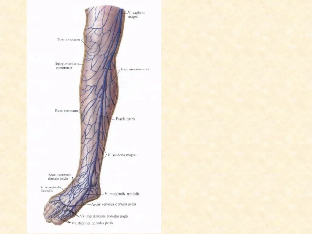 Суральные вены голени анатомия. Венозная система нижних конечностей. Икроножные вены голени анатомия. Суральная Вена нижних конечностей анатомия.