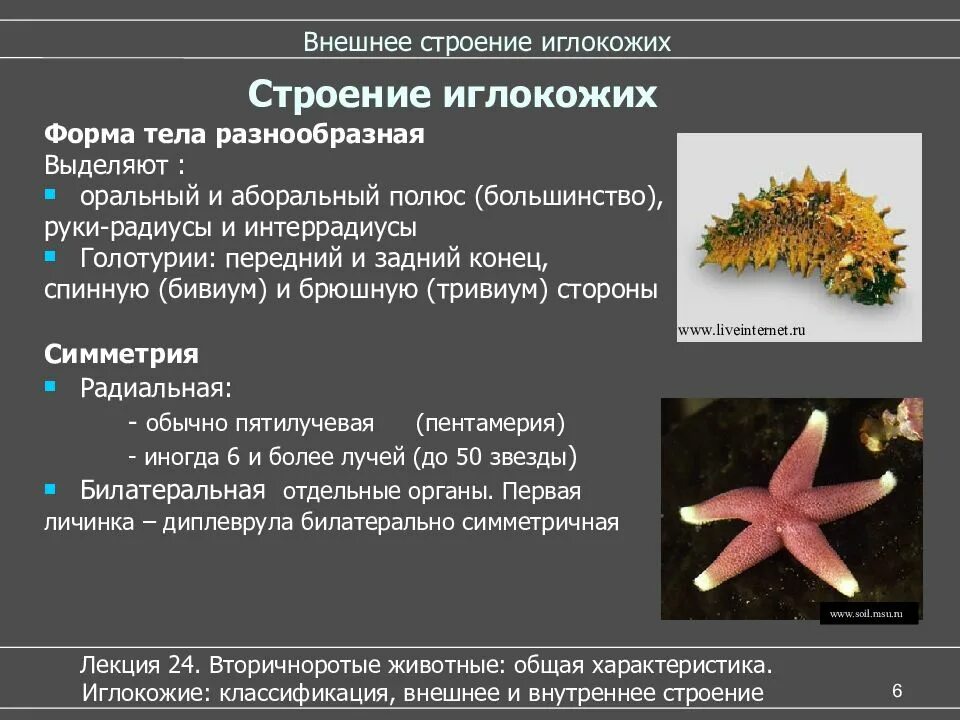 К какой группе относятся голотурии. Тип иглокожие внутреннее строение. Внешнее строение голотурии. Форма тела иглокожих. Внешнее строение иглокожих.